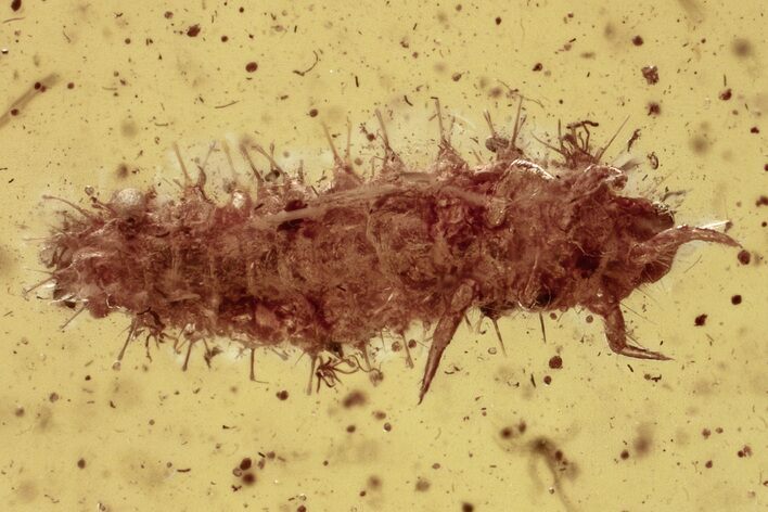 Detailed Fossil Checkered Beetle (Cleridae) Larva in Baltic Amber #330631